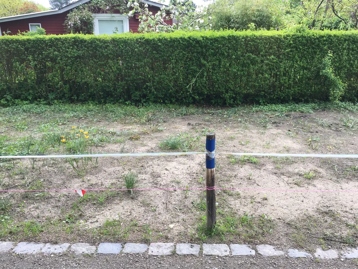 April im ersten Jahr – die ersten Zwiebeln blühen auf