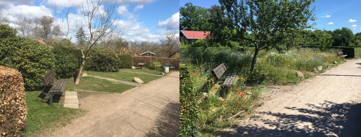 Aus monotonem Grün wird eine lebendige, bunte Wildblumenwiese