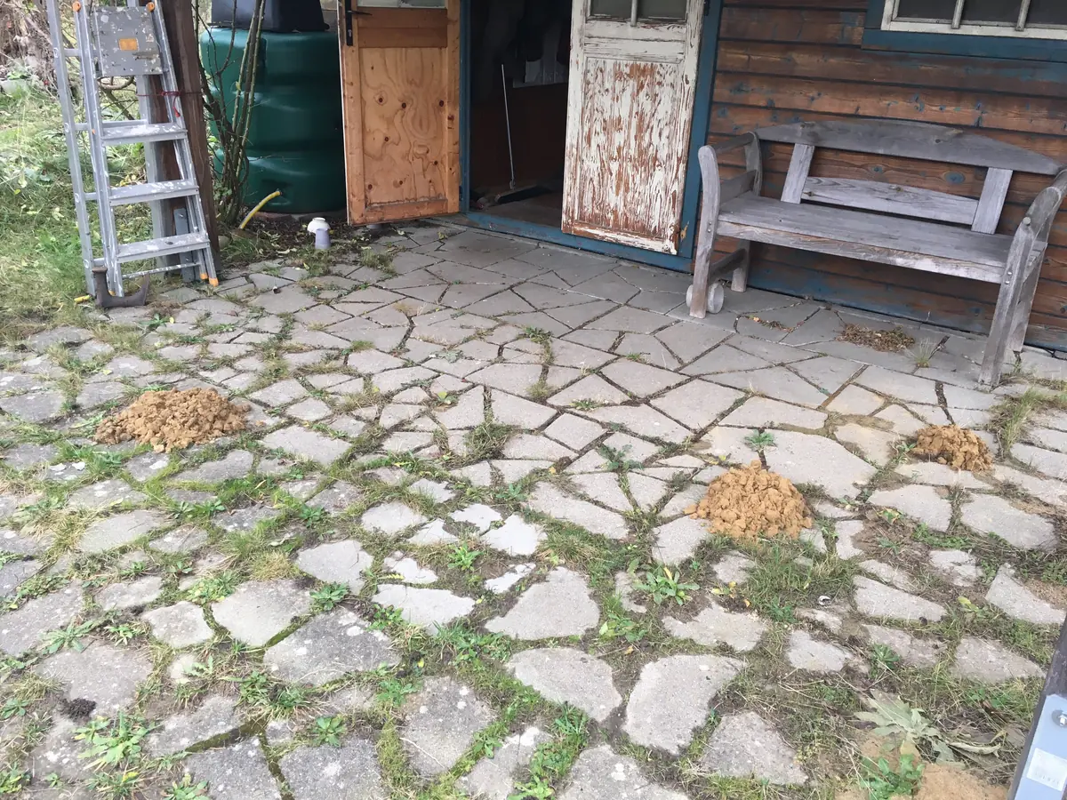 Der Maulwurf findet die Terrasse genau richtig