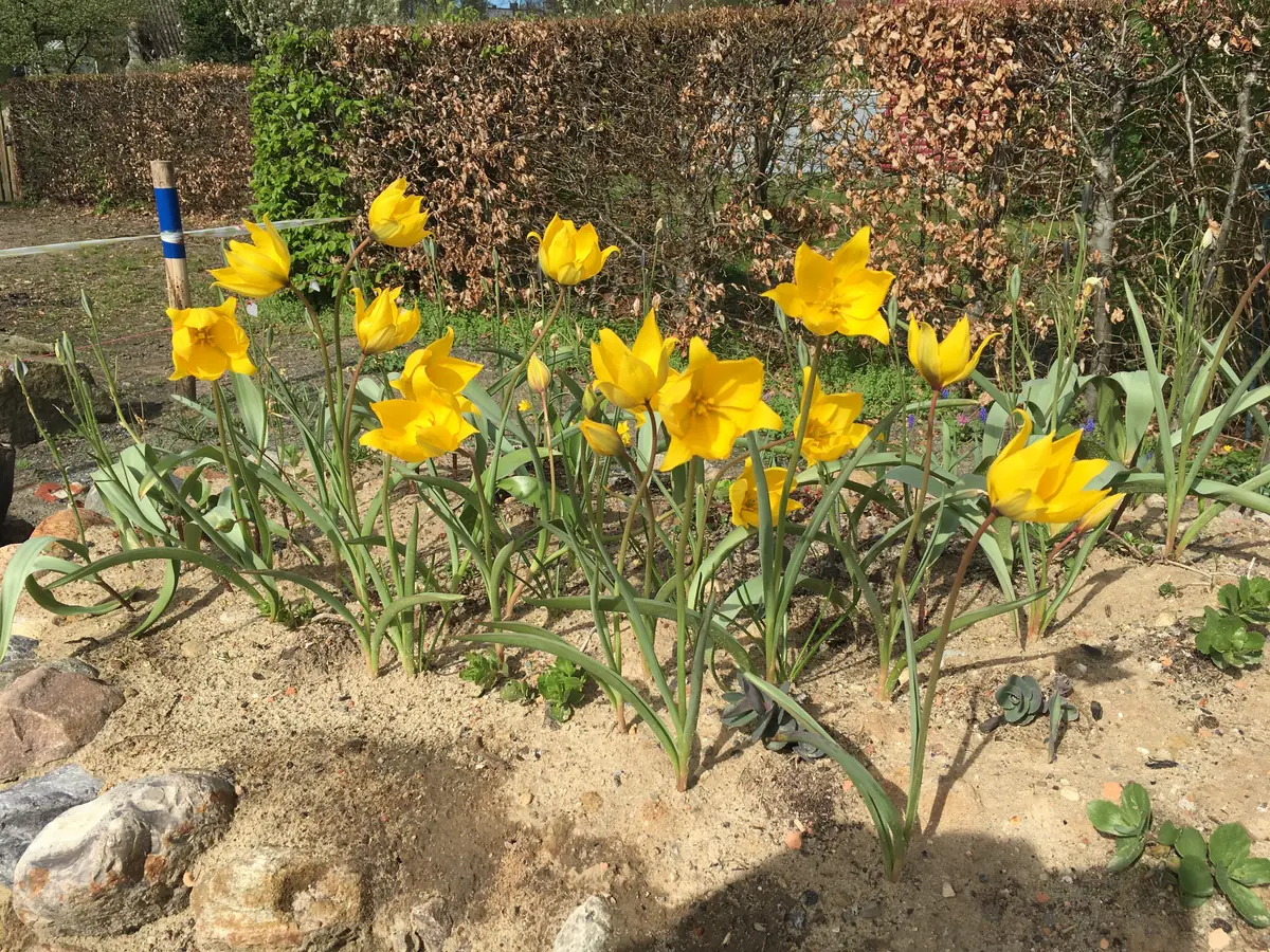 Die Turkestanischen Tulpen sind verblüht – dafür jetzt Wilde Tulpen (Tulipa sylvestris)
