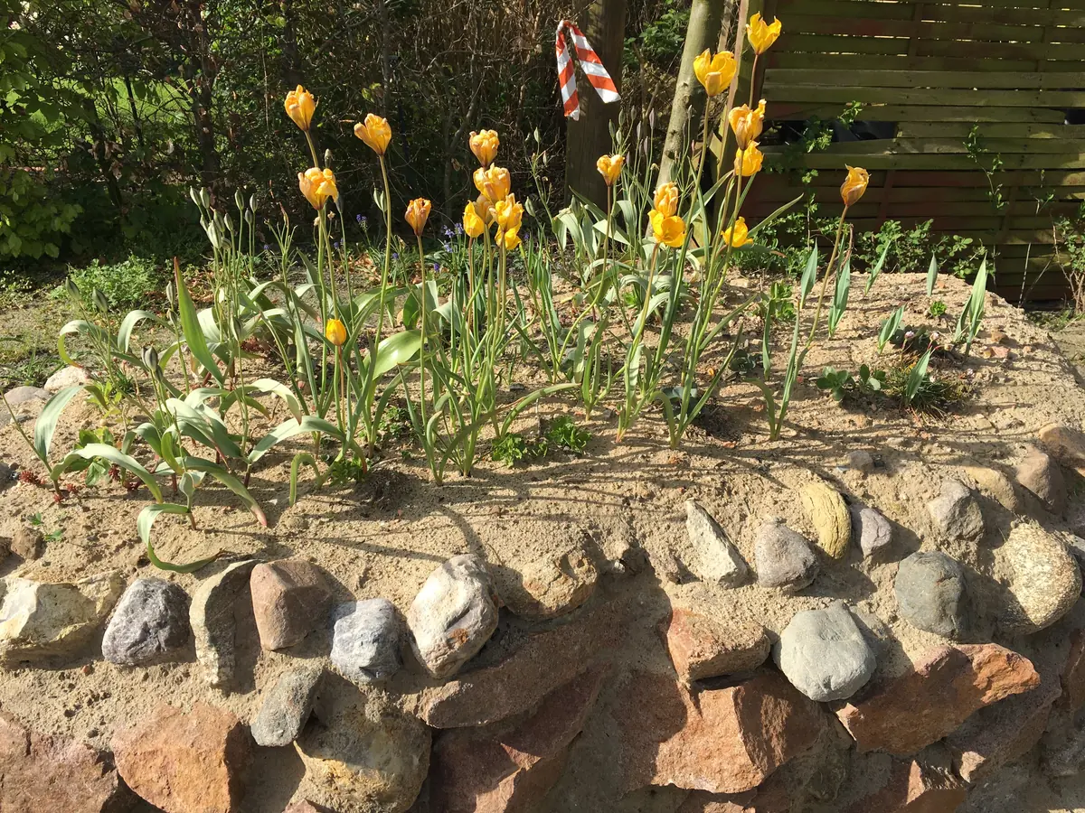 Die Wilden Tulpen gehen jetzt in die Samenbildung über