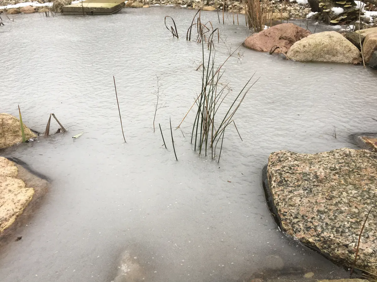 Eisdecke auf dem Teich – in der Tiefe schlummert das Leben und wartet auf den Frühling