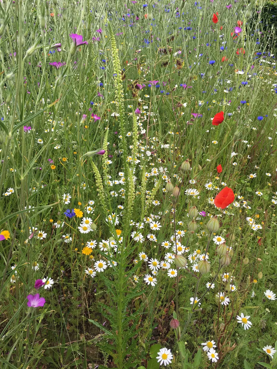 Frischer Wiesenstrauß: Margeriten und Kornrade, gekrönt von Gelber Resede