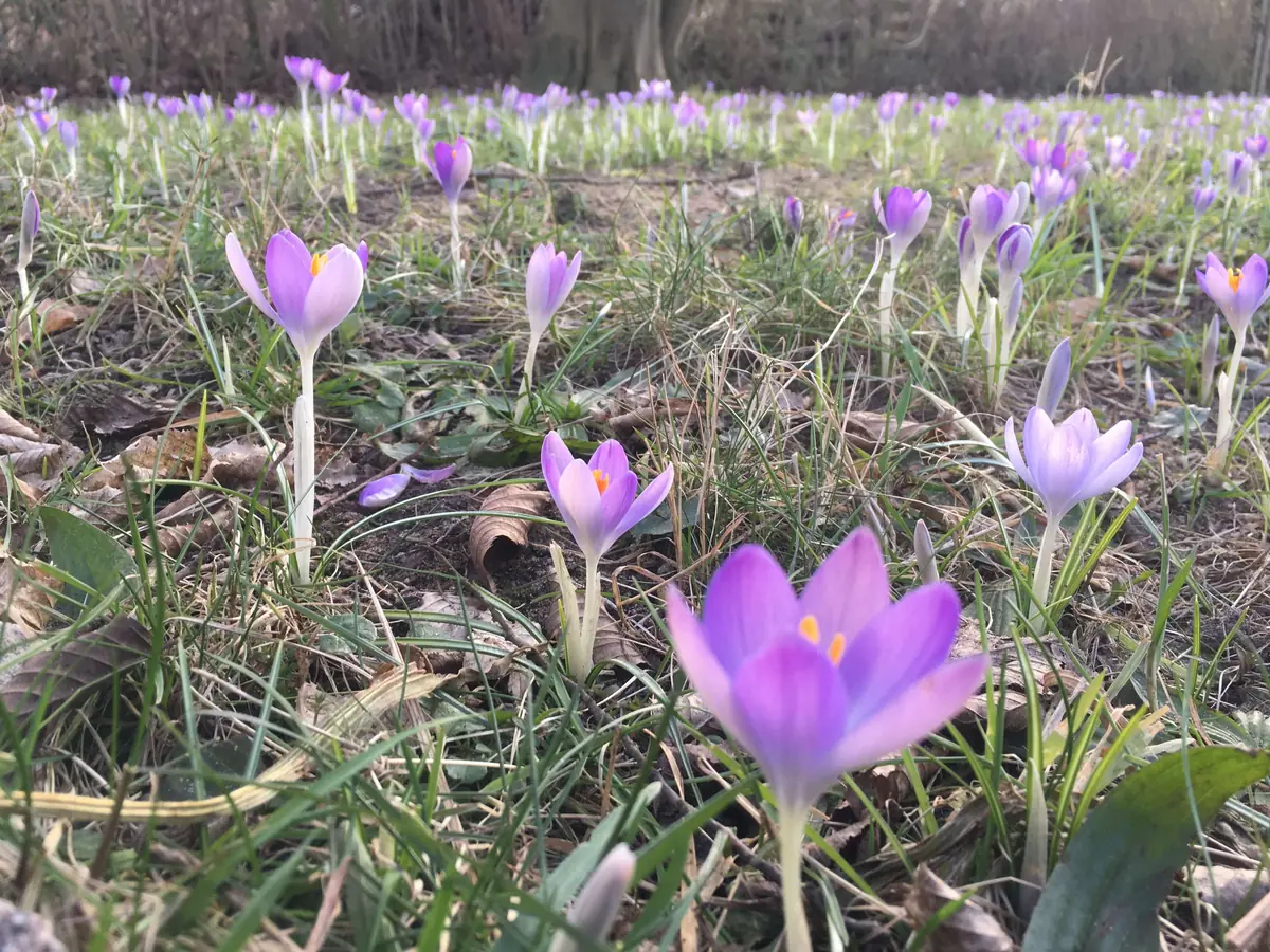 Frühlingsfutter für Hummeln