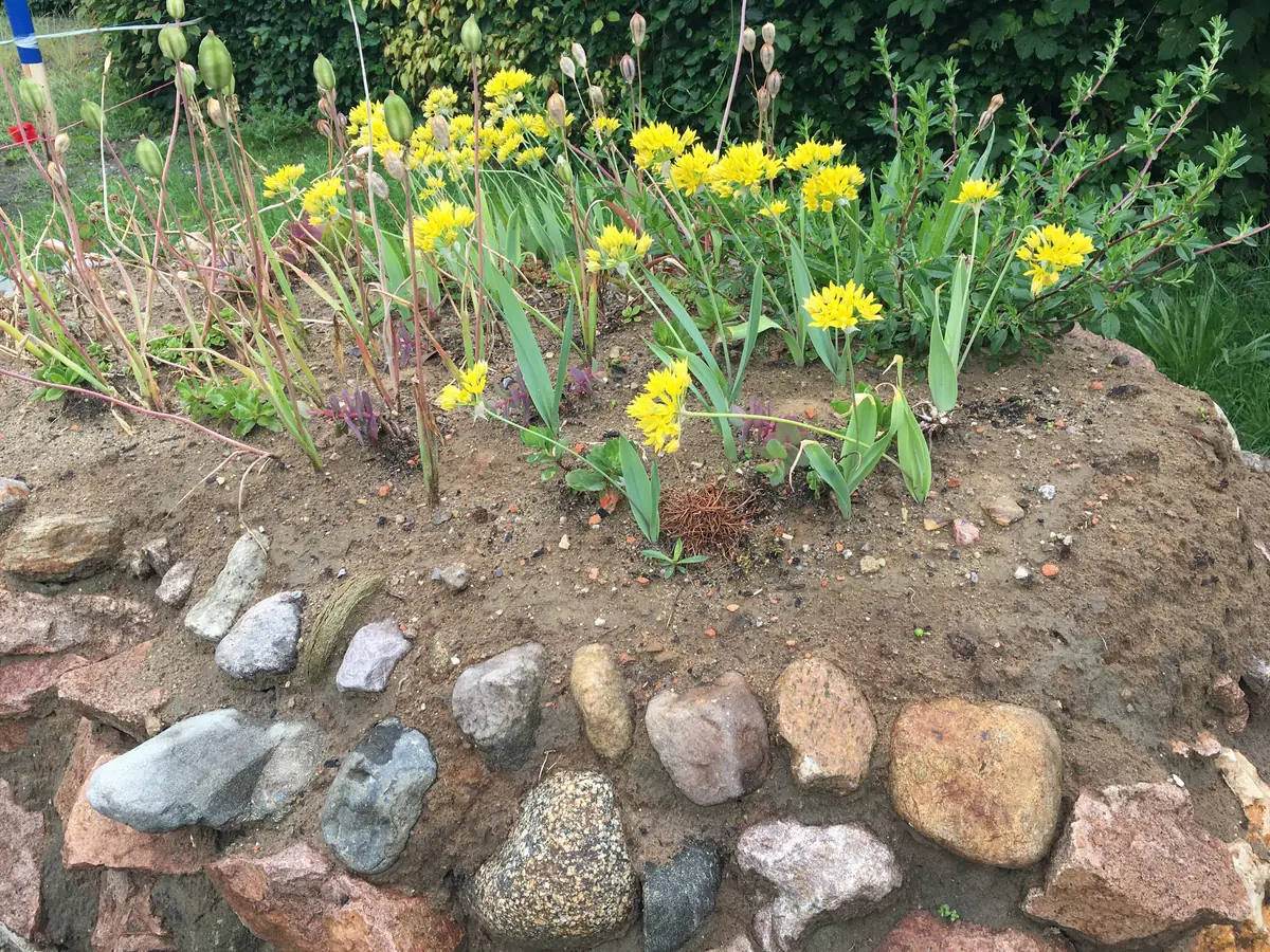 Gefolgt von Gold-Lauch (Allium moly) in voller Blüte