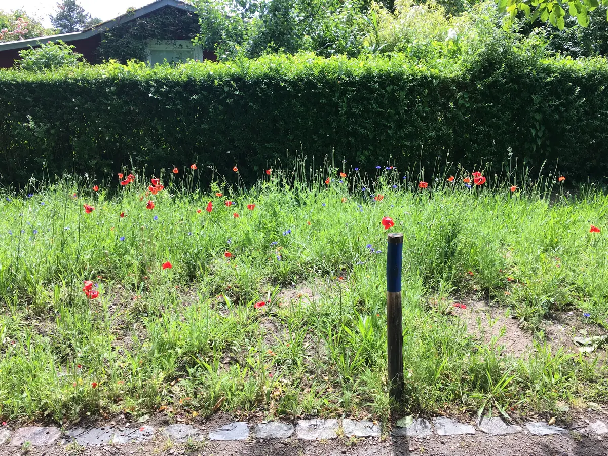 Juni - einjährige Blütenpracht mit Klatschmohn und Kornblumen