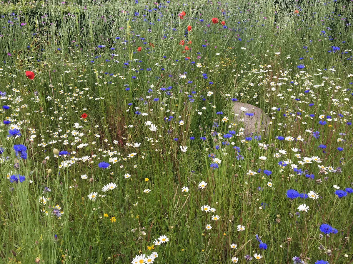 Kornblume, Klatschmohn und Margeriten – dahinter spitzt ein Findling hervor