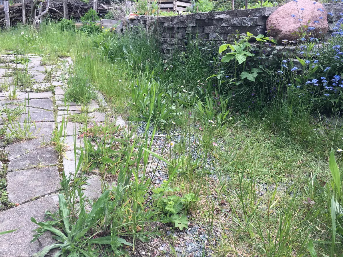 Mai – die Wege werden üppig grün und bunt