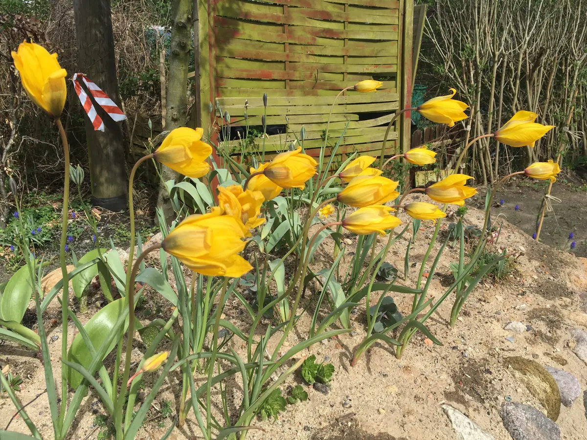 Nochmals Wilde Tulpen – aus einem anderen Blickwinkel