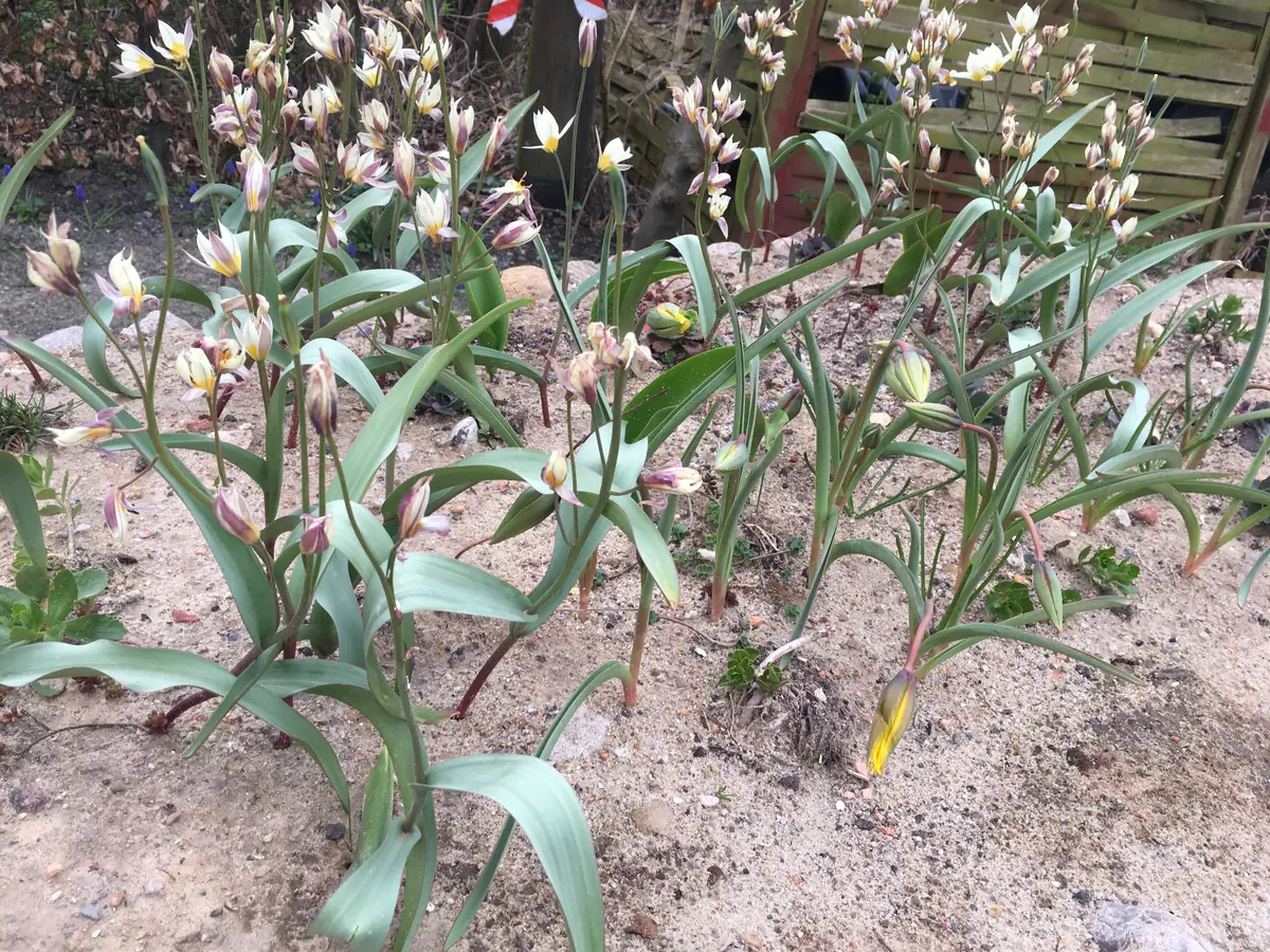 Turkestanische Tulpen (Tulipa turkestanica) in voller Blüte
