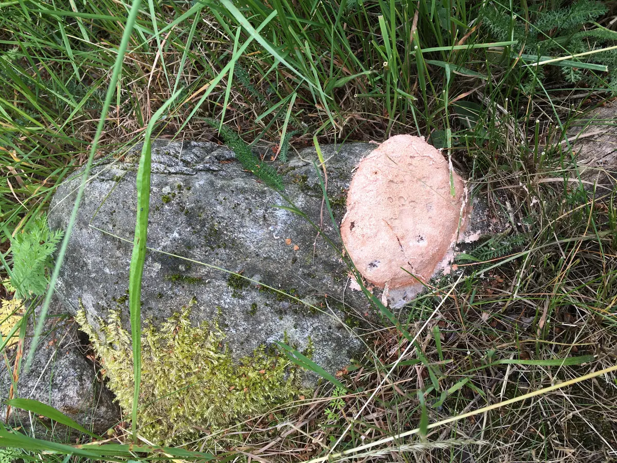 Vierter