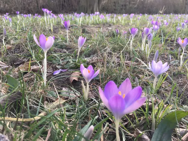 Frühlingsfutter für Hummeln