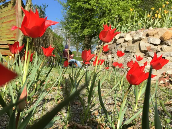 Urbane Symbiose: Blühende Wildtulpen, Mensch und Stadtnatur verbunden.